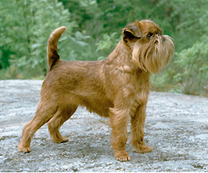 Photo de Brussels Griffon