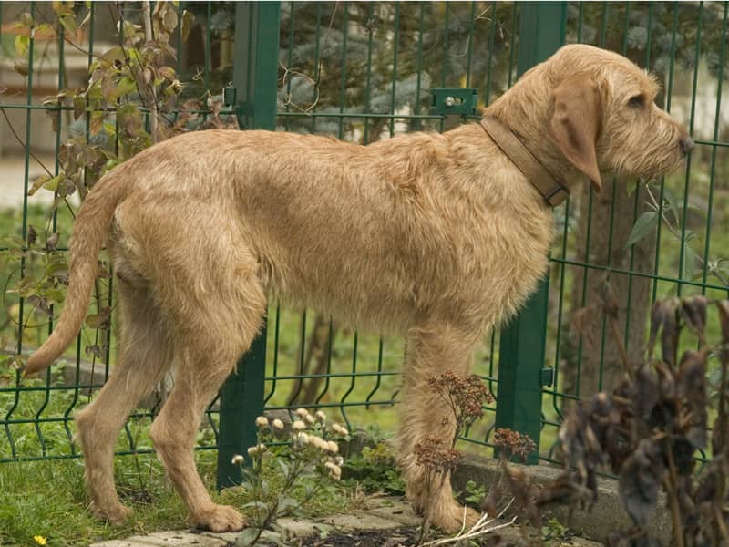 Photo de Griffon Fauve de Bretagne
