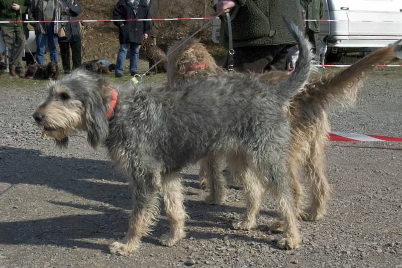 Photo de Nivernais Griffon