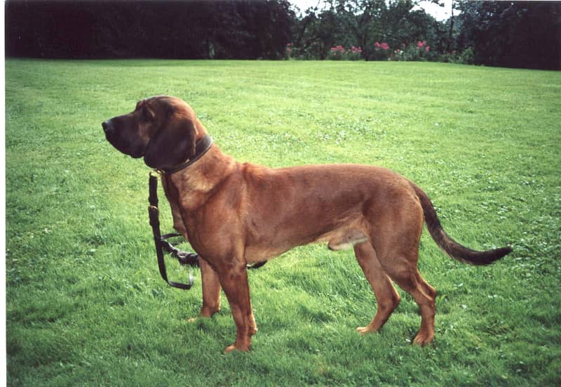 Photo de Hanoverian Scenthound