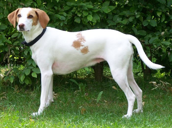 Photo de Istrian Shorthaired Hound