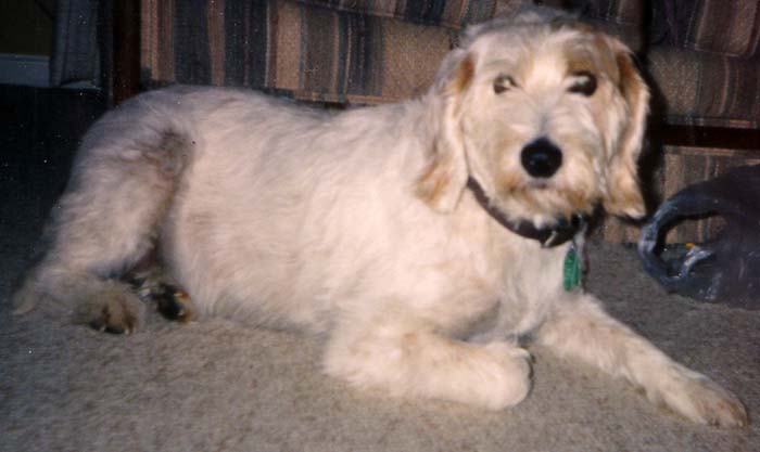 Photo de Istrian Wire-haired Hound