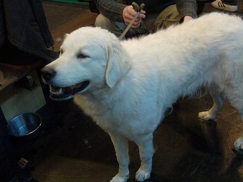 Photo Kuvasz