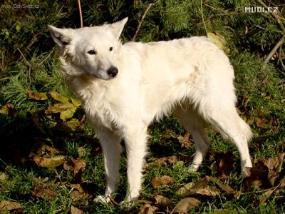 Photo Kuvasz