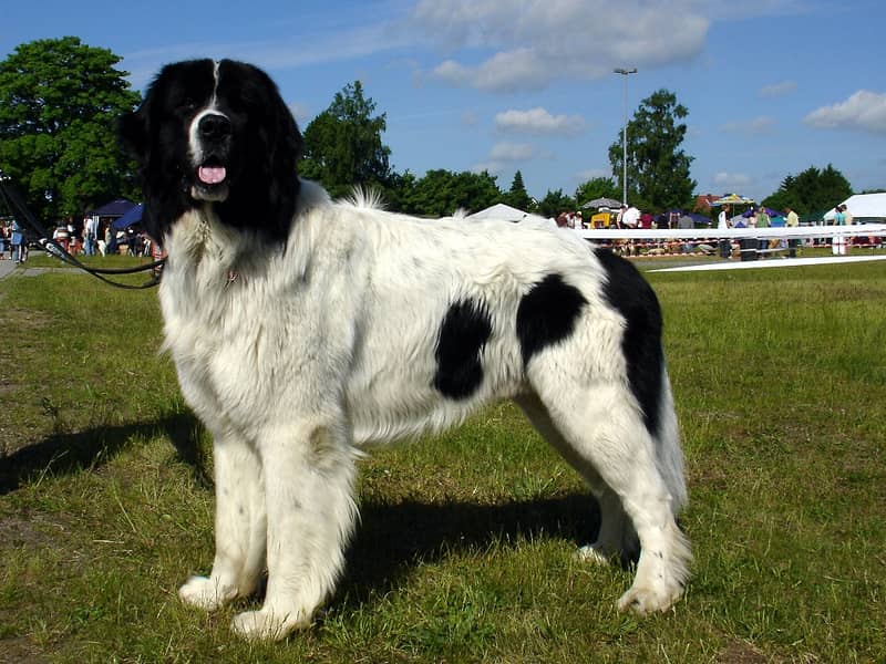 Photo de Landseer (Continental-European Type)