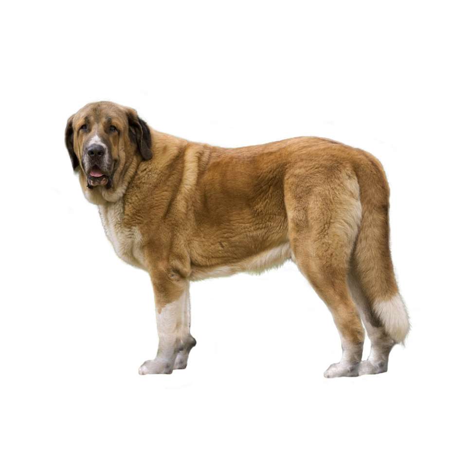 Photo de Spanish Mastiff
