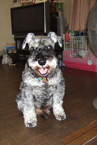 Photo Miniature Schnauzer