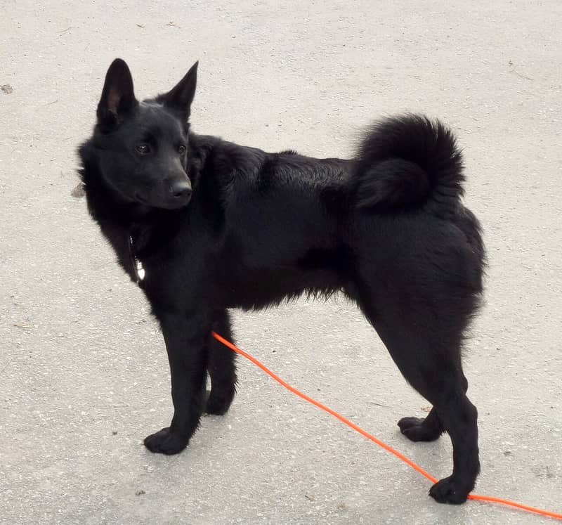 Photo de Norwegian Elkhound Black