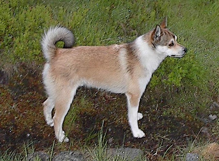 Photo de Norwegian Lundehund