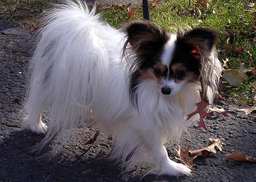 Photo Papillon