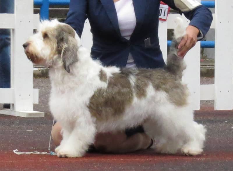 Photo de Petit Basset Griffon Vendeen