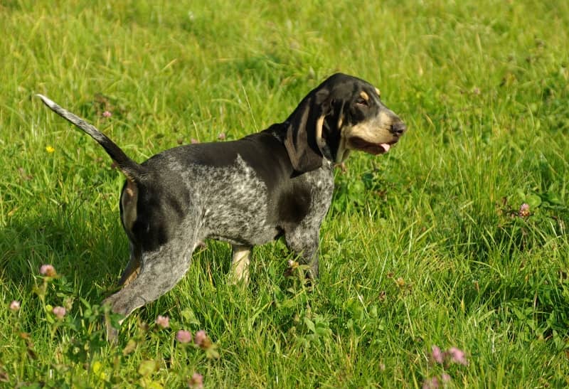 Photo de Small Blue Gascony Hound