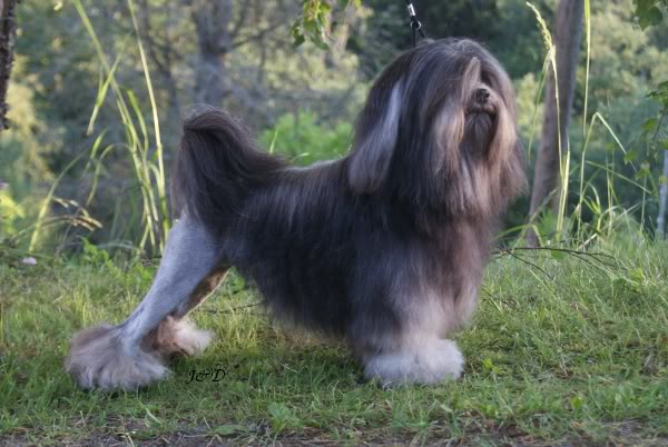 Photo de Little Lion Dog