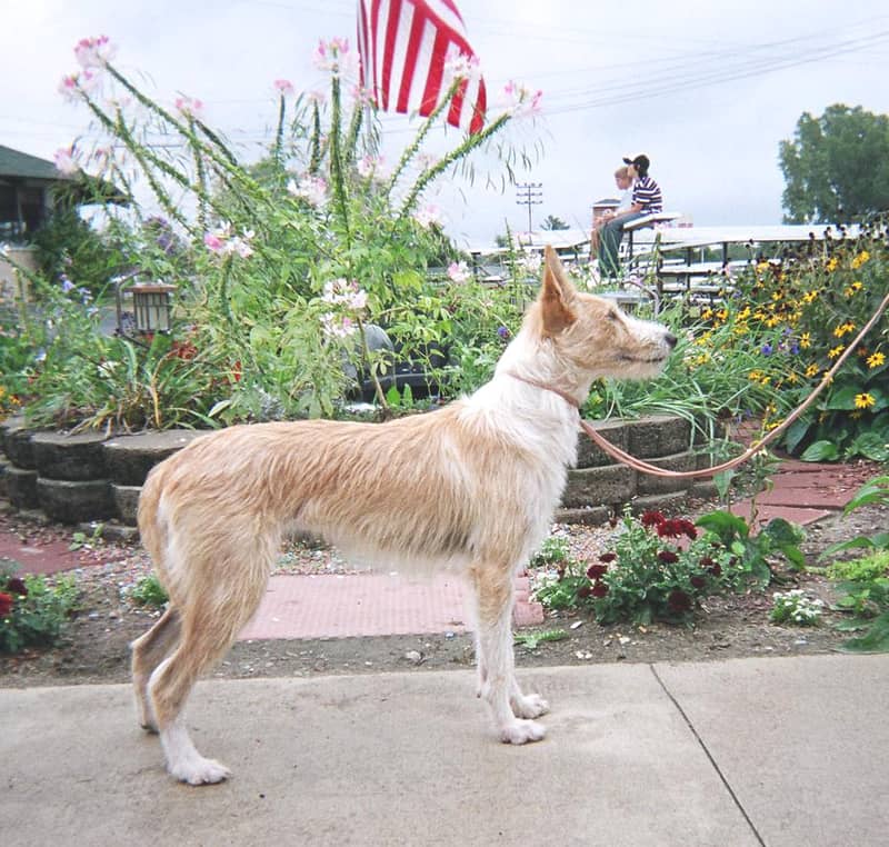 Photo de Portuguese Podengo