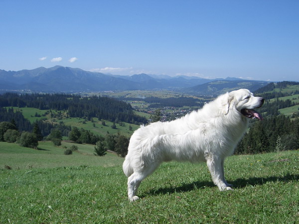 Photo de Polish Tatra Sheepdog