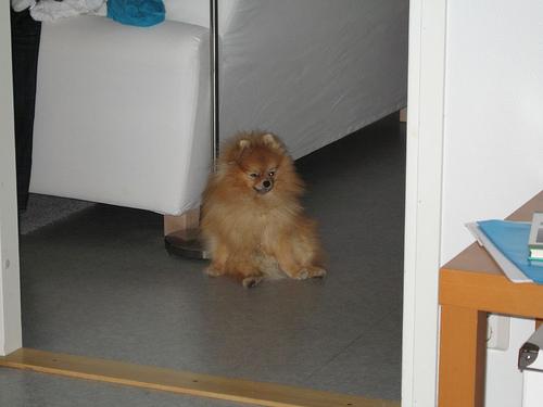 Photo Pomeranian