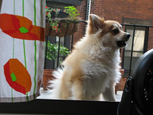 Photo Pomeranian