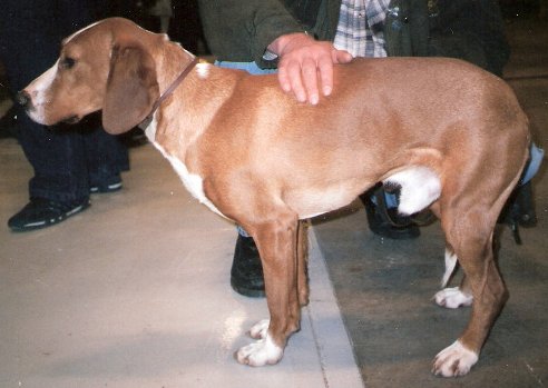 Photo de Posavac Hound