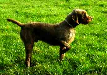 Photo de Pudelpointer