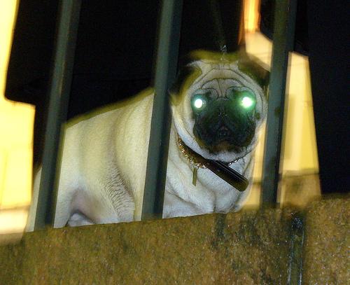 Photo Pug