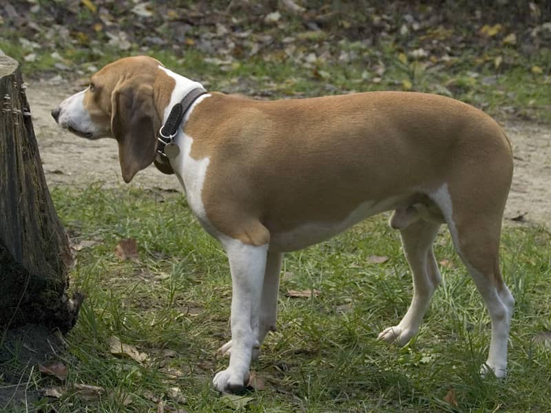 Photo de Swiss Hound