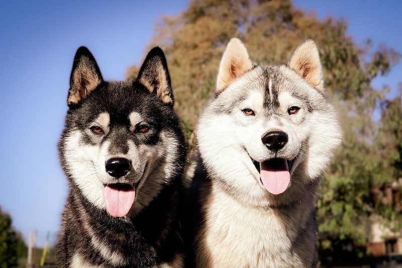 Photo de Siberian Husky