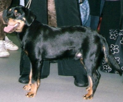 Photo de Smaland Hound