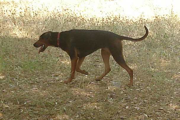 Photo de Serbian Hound