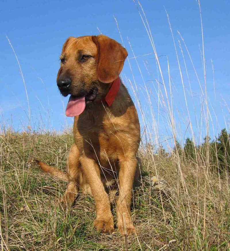 Photo de Styrian Coarse-haired Hound