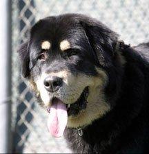 Photo Tibetan Mastiff