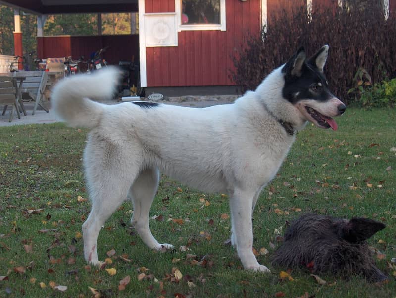 Photo de East Siberian Laika