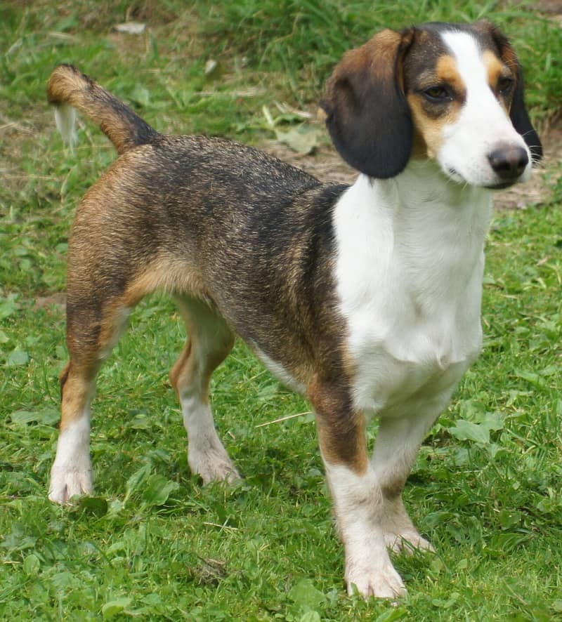 Photo de Westphalian Dachsbracke