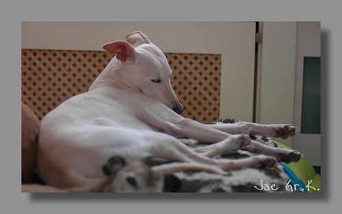 Photo Whippet